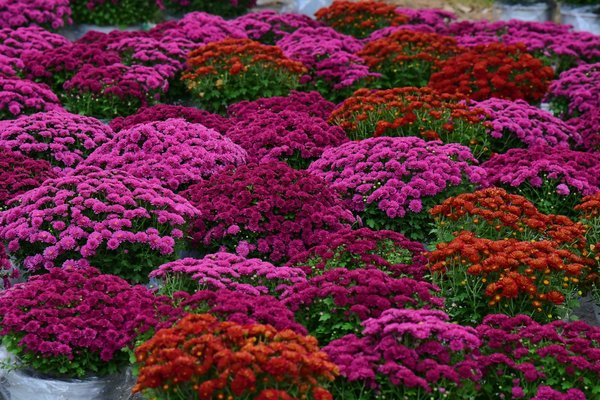 Idee Innovativi per Lavori Che Fanno